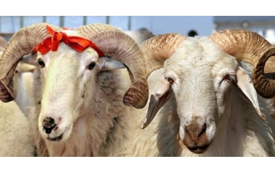 İmader donated 9 Sacrifices